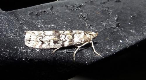Dioryctria sylvestrella
